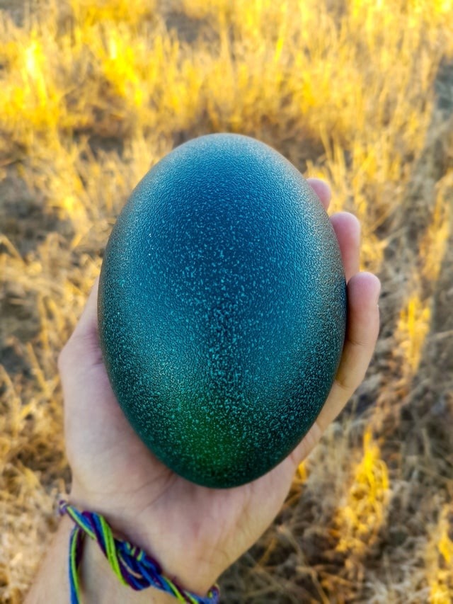 australie photos incroyables entre beauté et bêtes 