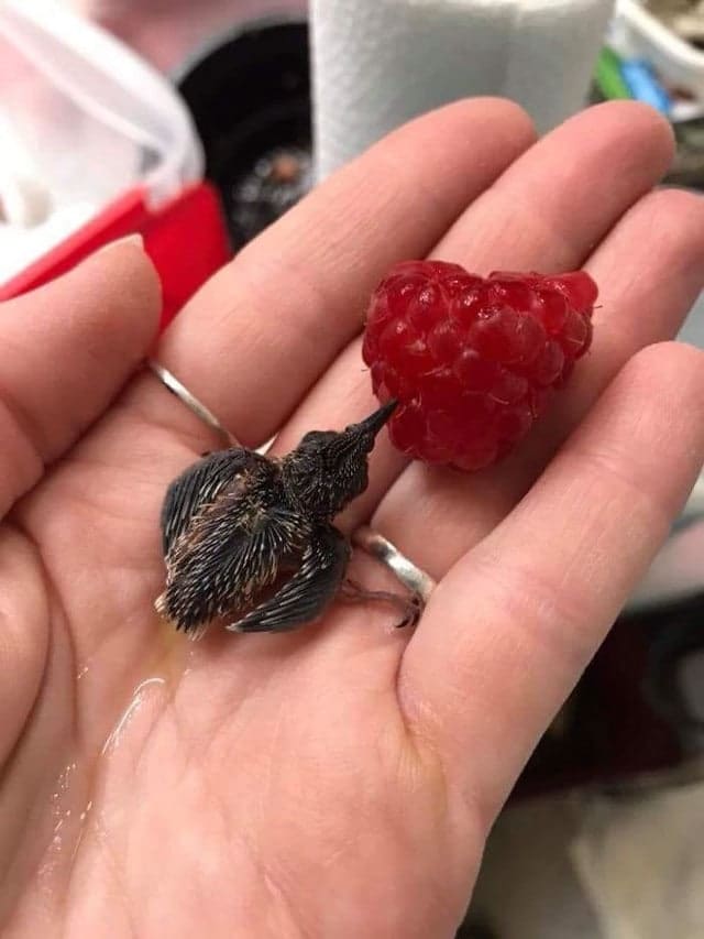 Un colibri aussi petit qu'une framboise