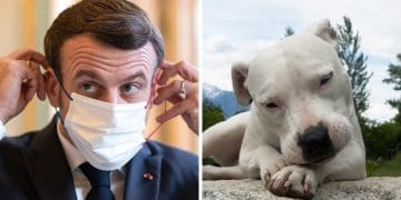 Emmanuel Macron et un dogue argentin