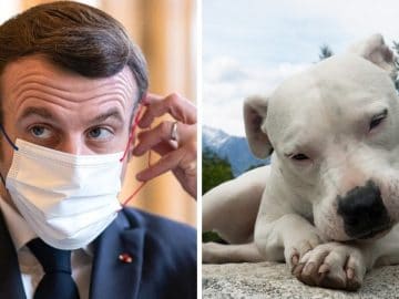 Emmanuel Macron et un dogue argentin