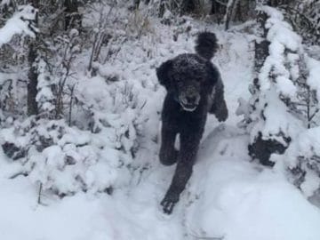 Illusion d'optique de Nick Thompson sur Twitter : un chien dans la neige.