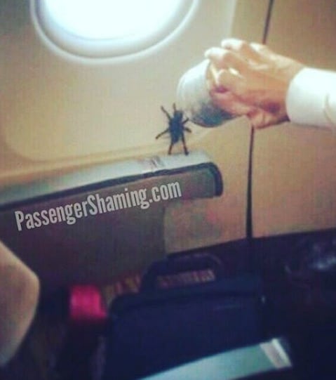 Une araignée dans un avion