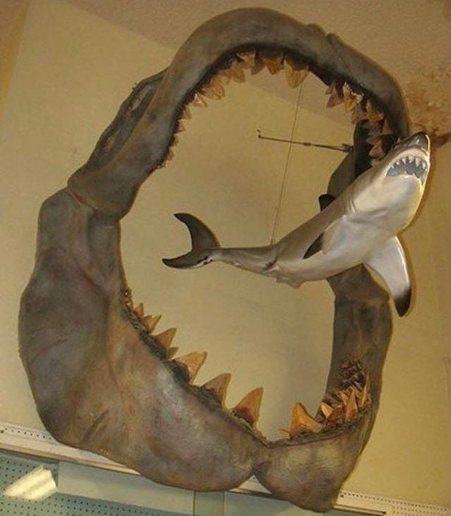 La mâchoire d'un megalodon comparée à celle d'un grand requin blanc