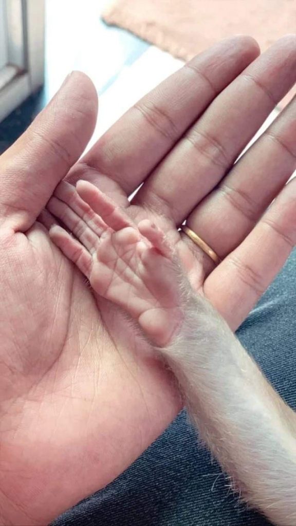 Une main d'homme comparée à celle d'un singe