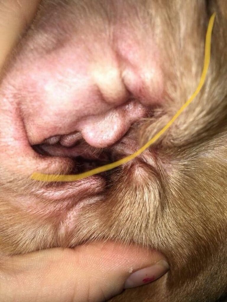 paréidolie drôle étonnante oreille chien Donald Trump