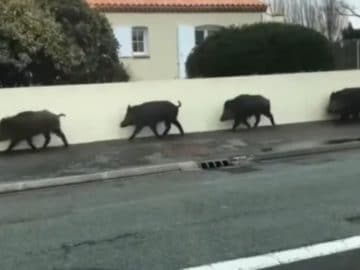 Les sangliers à Saint-Hilaire-de-Riez