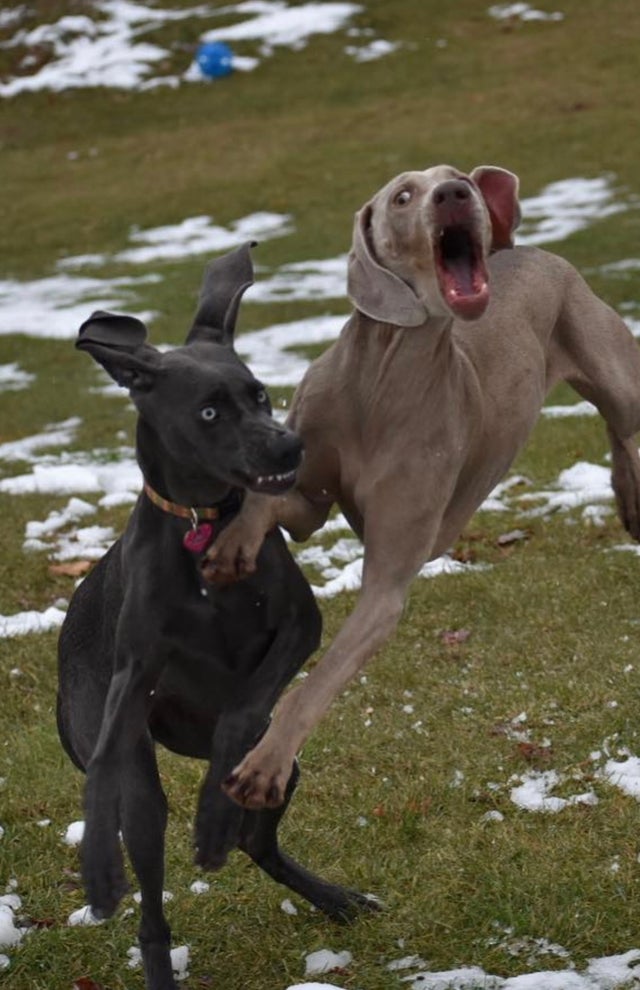 Une photo de chien marrant dans une posture drôle
