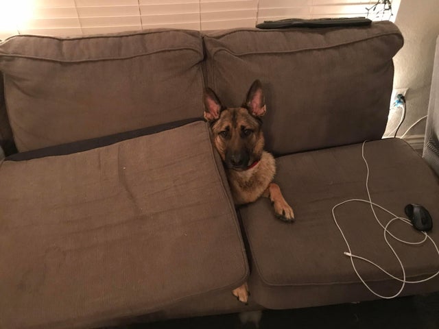 Une photo de chien marrant dans une posture drôle