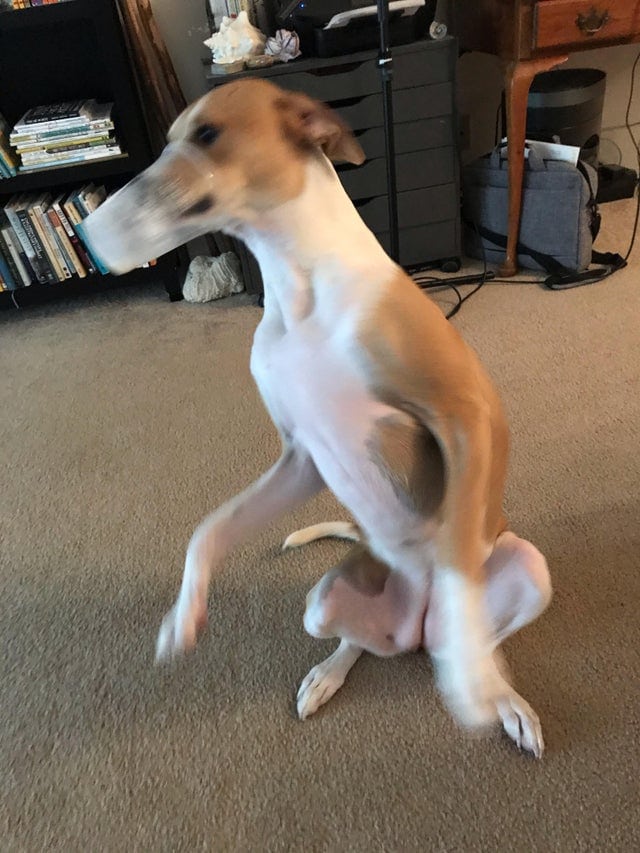 Une photo de chien marrant dans une posture drôle