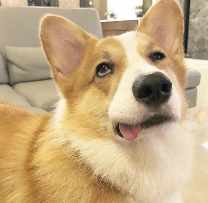 Une photo de chien marrant dans une posture drôle