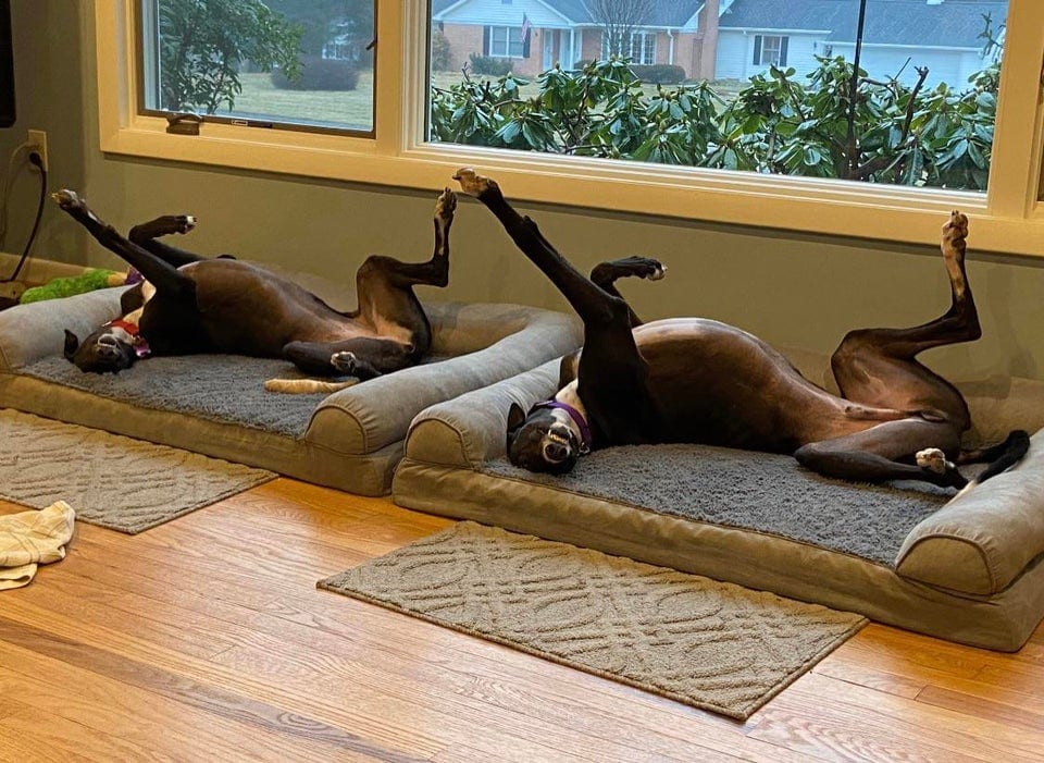 Une photo de chien marrant dans une posture drôle