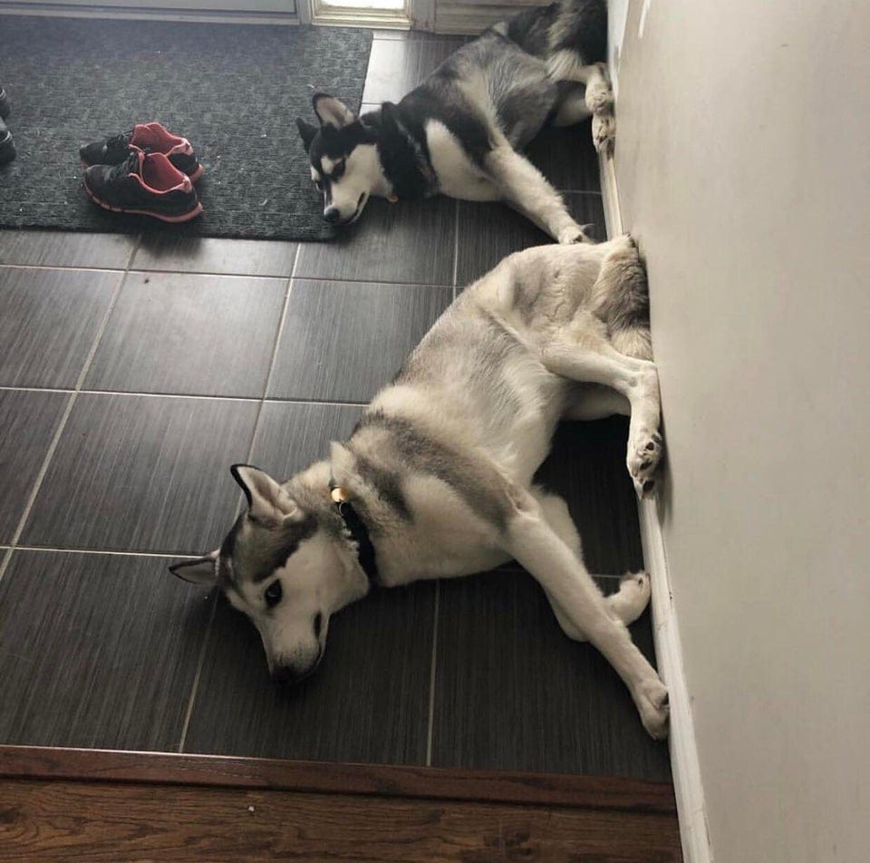 Une photo de chien marrant dans une posture drôle