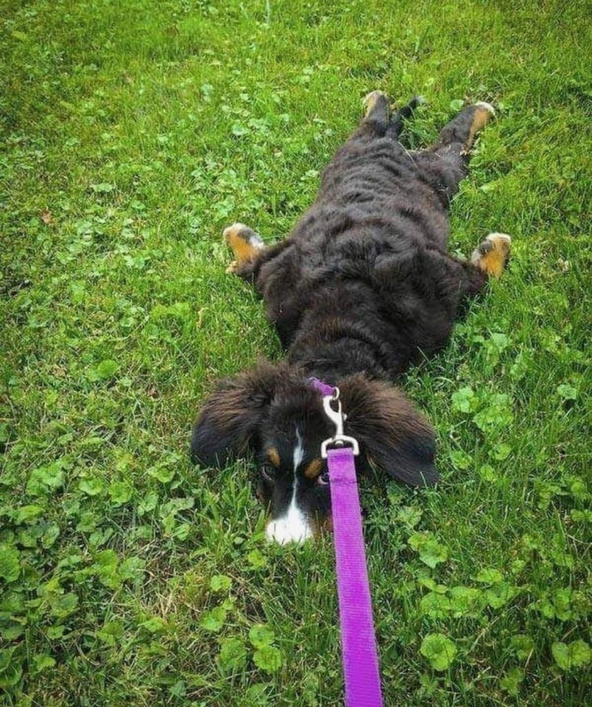 Une photo de chien marrant dans une posture drôle