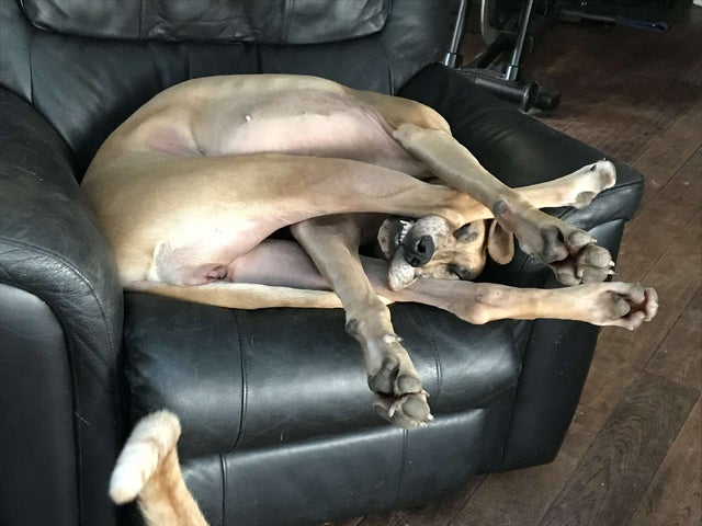 Une photo de chien marrant dans une posture drôle