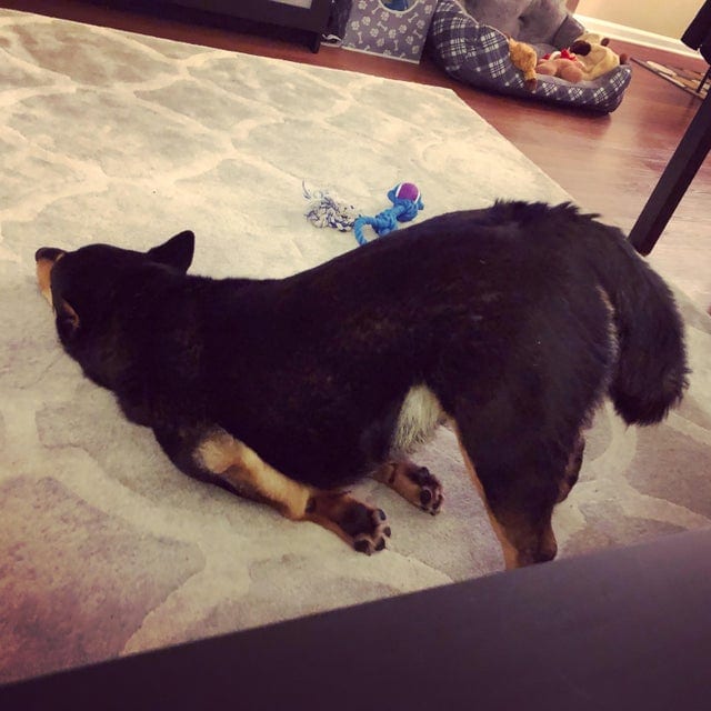 Une photo de chien marrant dans une posture drôle