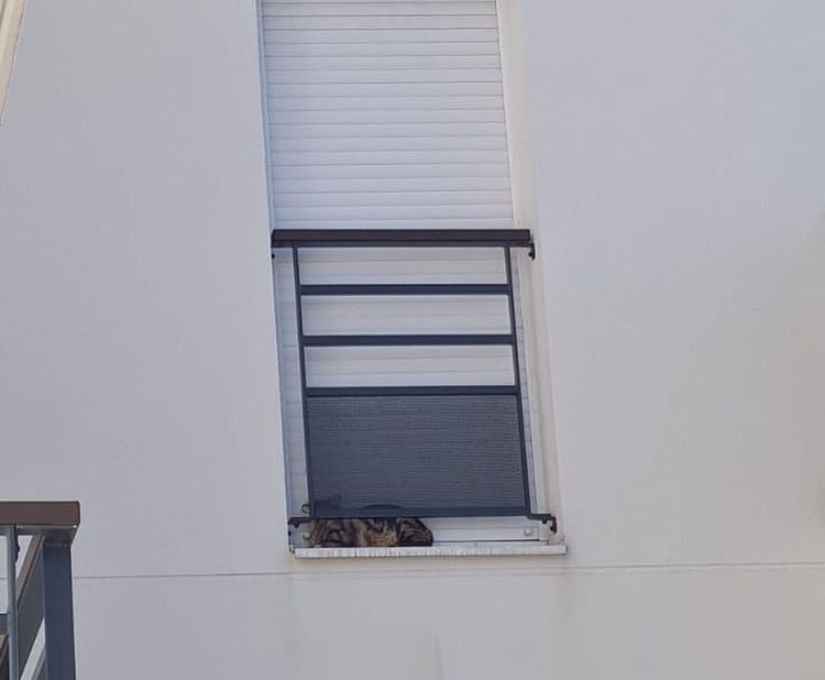 Un chat maltraité