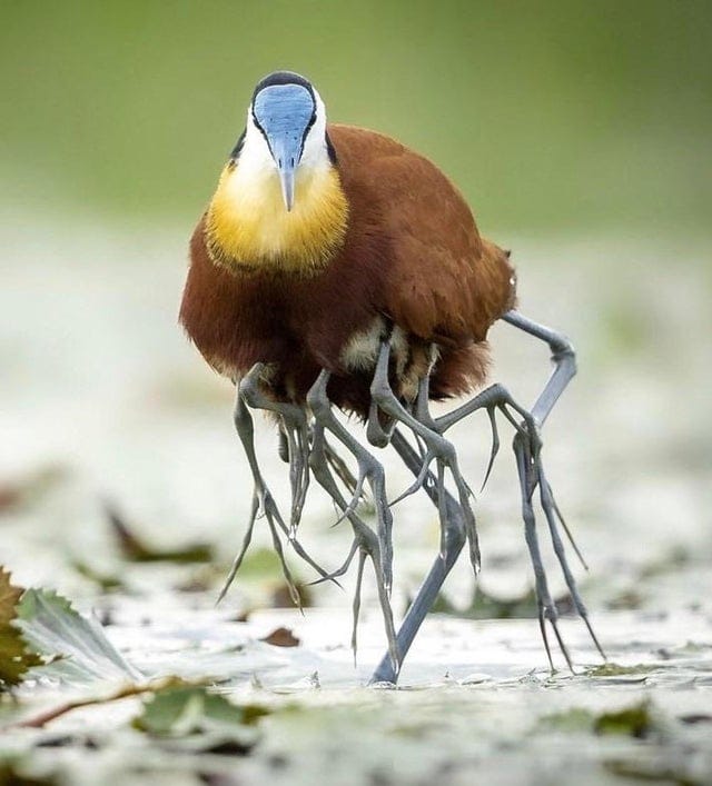 Photo de la nature