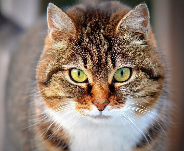 Chat maltraité