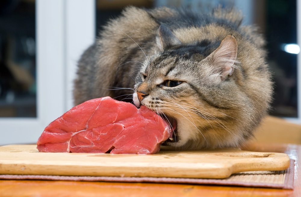 un chat qui mange de la viande
