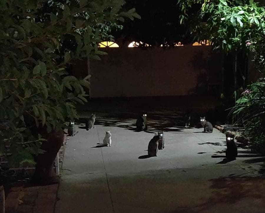 Chats dans la nuit