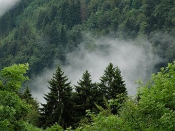 une forêt de l'utah, aux etats-unis.