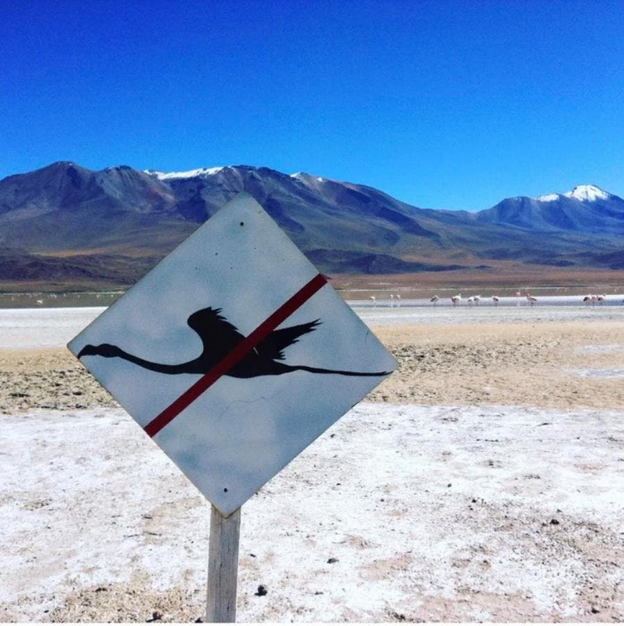 Un panneau prévenant du passage d'oiseaux