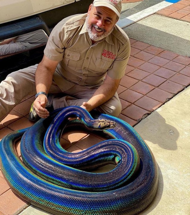 un énorme serpent bleu