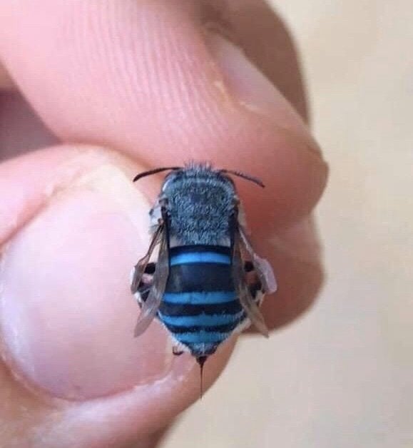 une abeille bleue