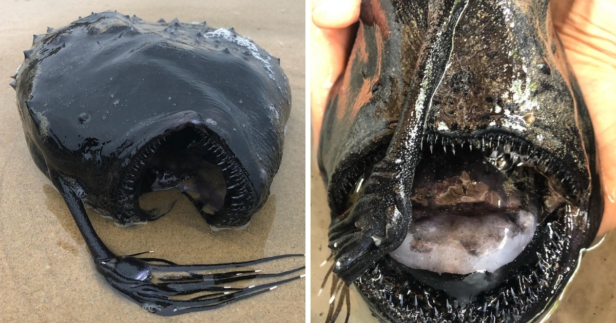 un poisson football découvert sur une plage en californie