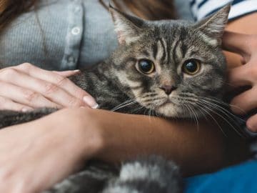 Un couple avec un chat