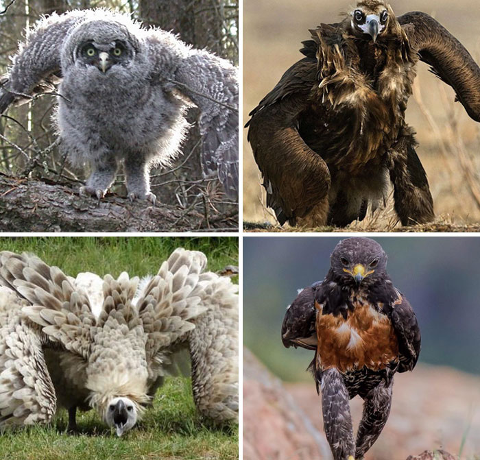 oiseaux qui courent
