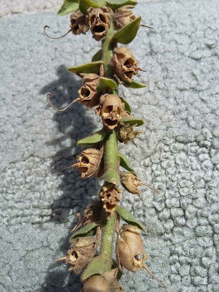 une fleur de muflier séchée