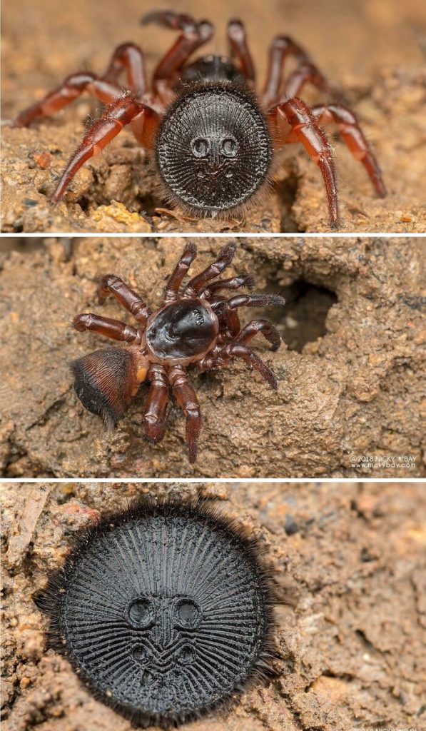 une araignée trappe