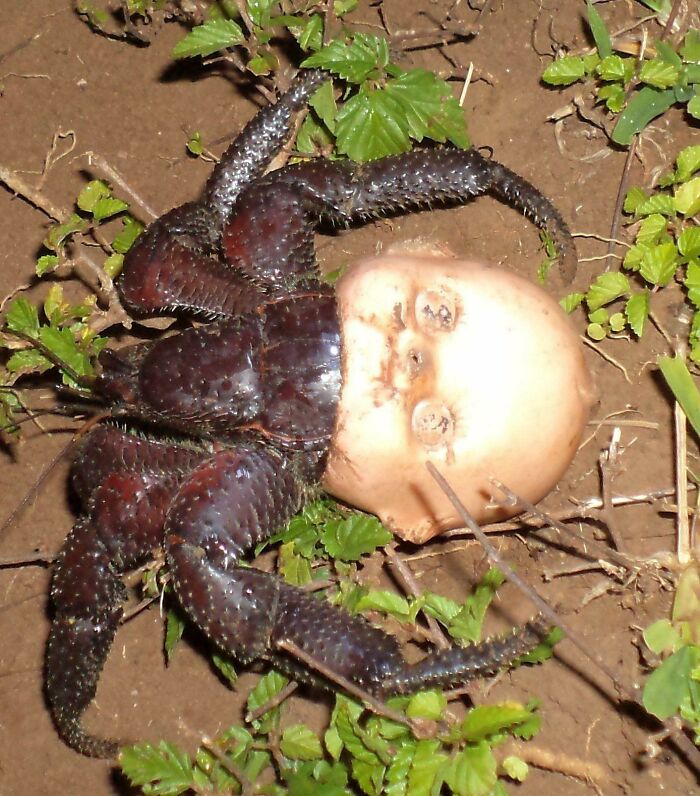 un crabe dans une tête de poupée