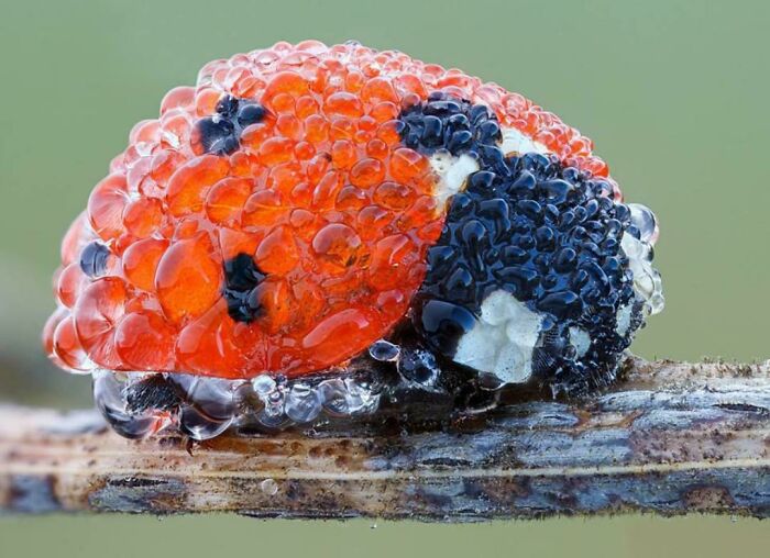 une coccinelle couverte de rosée