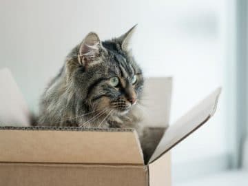 Un chat dans une boîte en carton