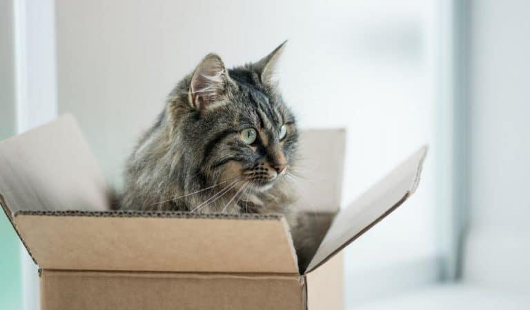 Pourquoi les chats adorent-ils se cacher dans des boîtes en carton ?
