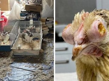 Les animaux sauvés par les associations