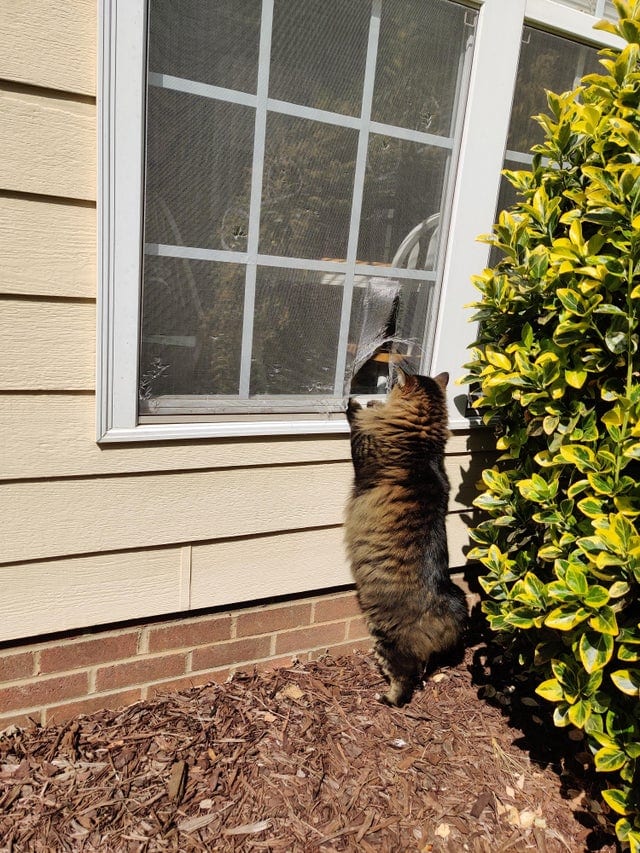 Un chat qui déchire une moustiquaire