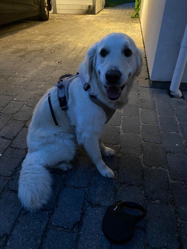 Un chien dont la laisse a craqué