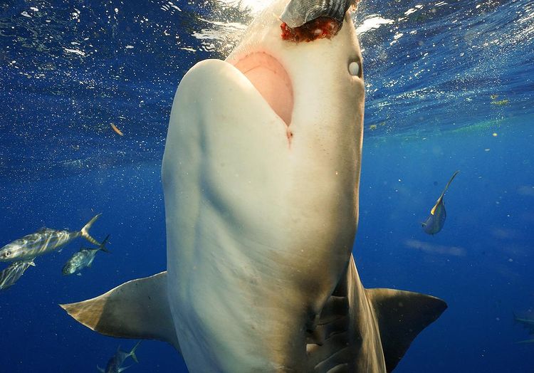 le requin photographié par le plongeur