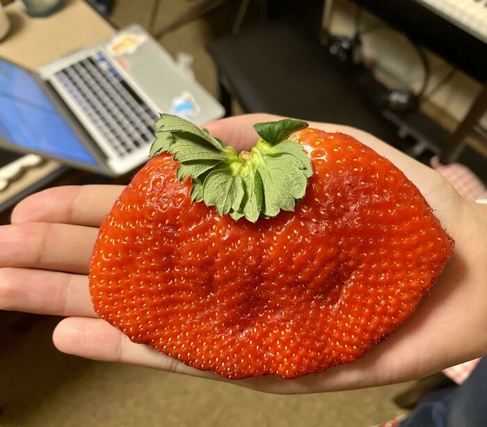 une grosse fraise