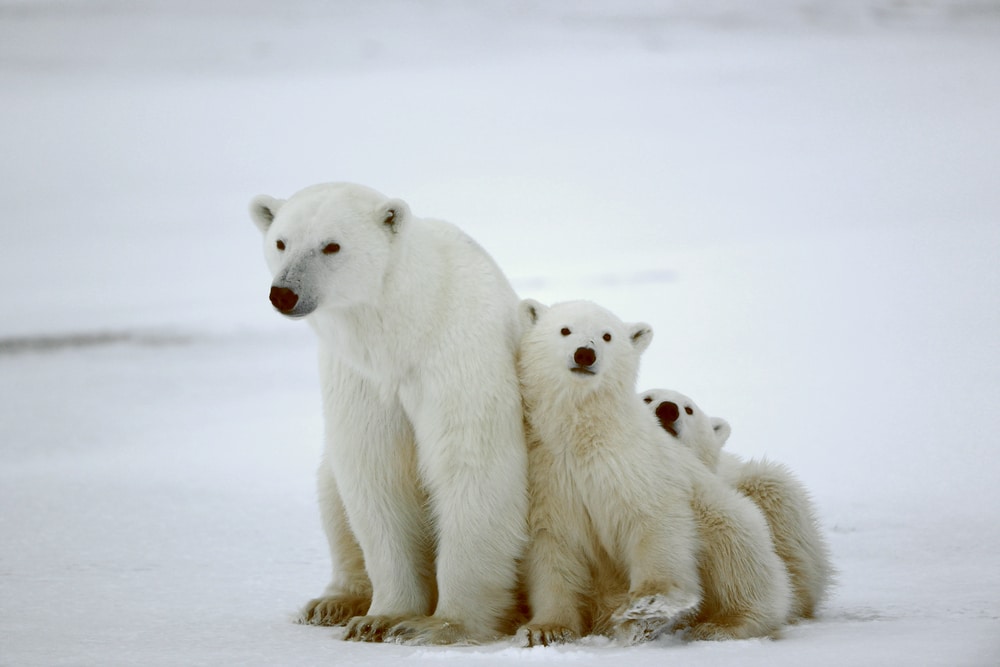 le climat et les animaux de l'arctique