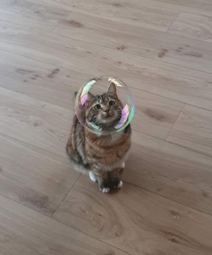 un chat avec une bulle