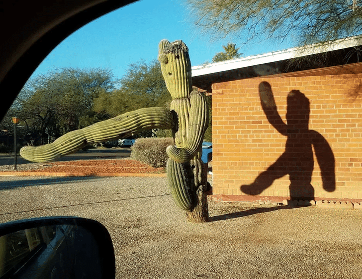 l'ombre d'un cactus