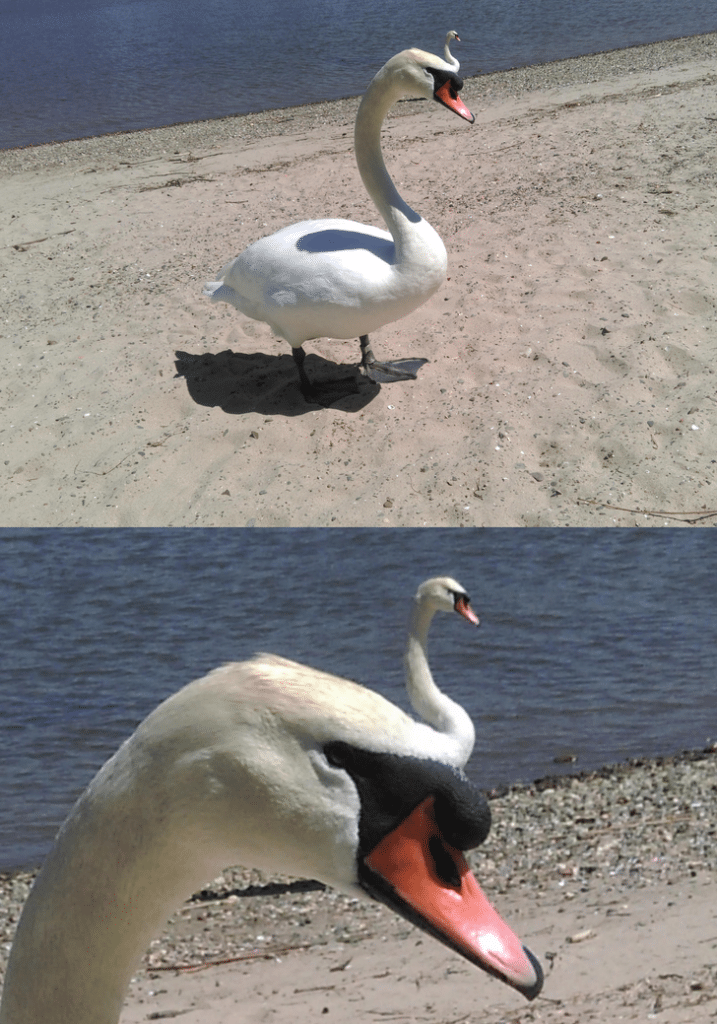 une illusion d'optique avec un cygne