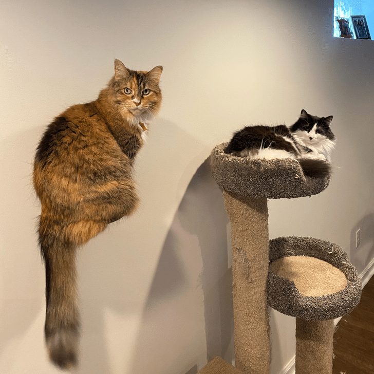 des chats sur un arbre à chat