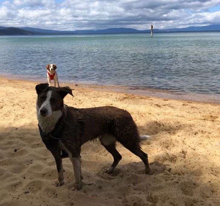 une illusion d'optique avec deux chiens