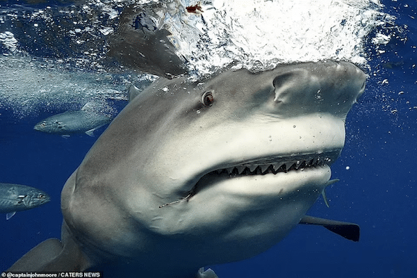 un requin bouledogue