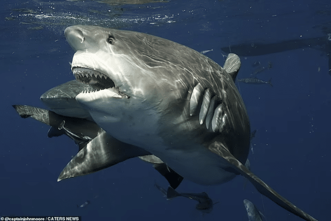 le requin photographié par John Moore